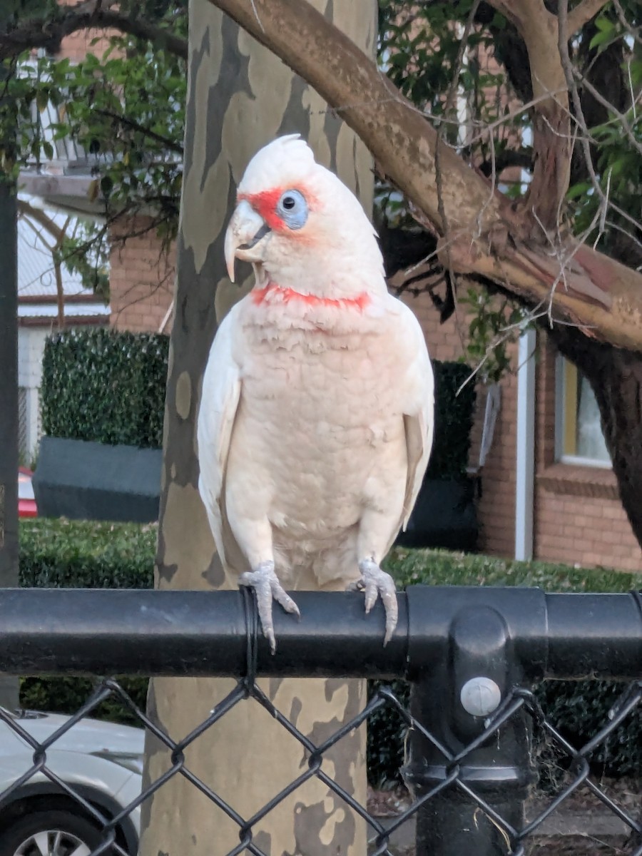 Uzun Gagalı Kakadu - ML646044377