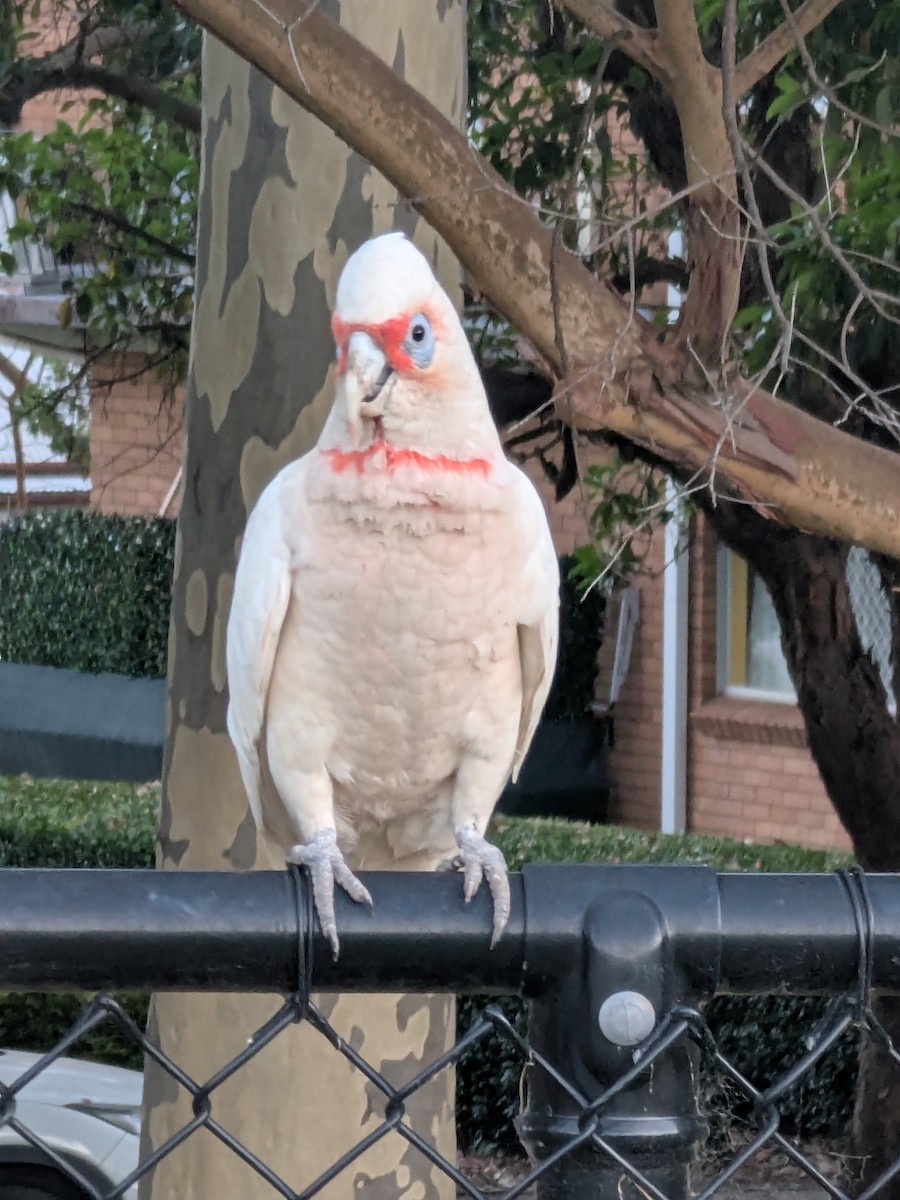 kakadu ostrozobý - ML646044378