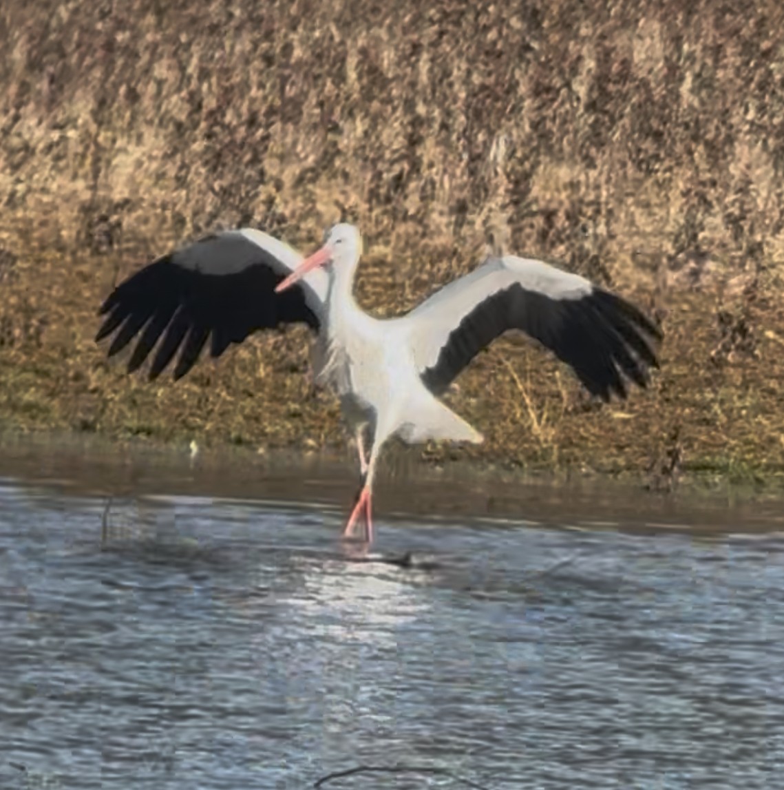 Leylek - ML646044381