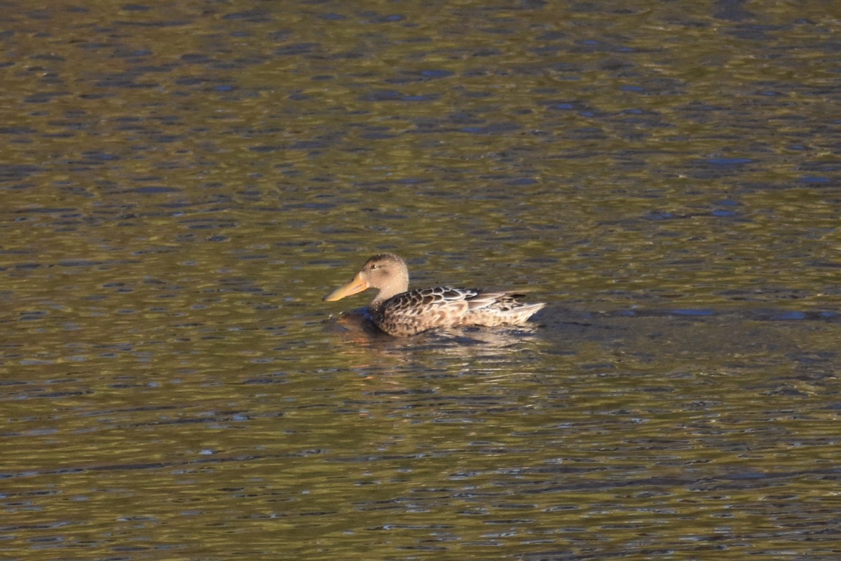 Kaşıkgaga - ML646044382