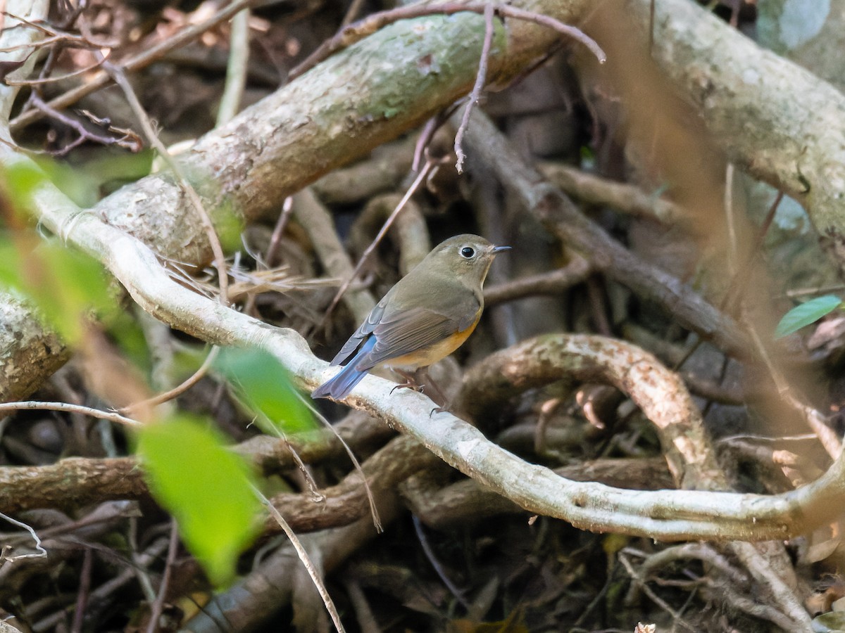 Mavi Kuyruklu Bülbül - ML646044391