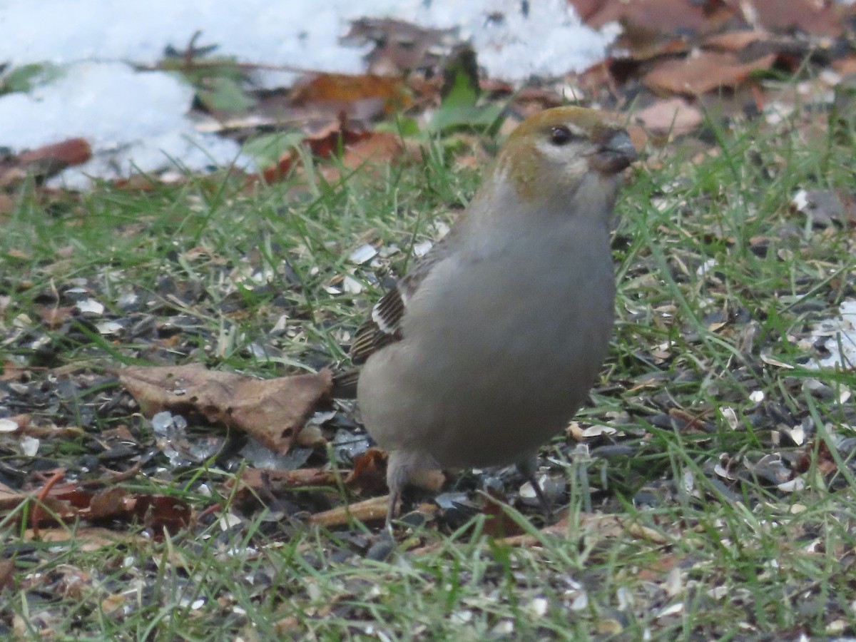 Tayga Çütresi - ML646044395