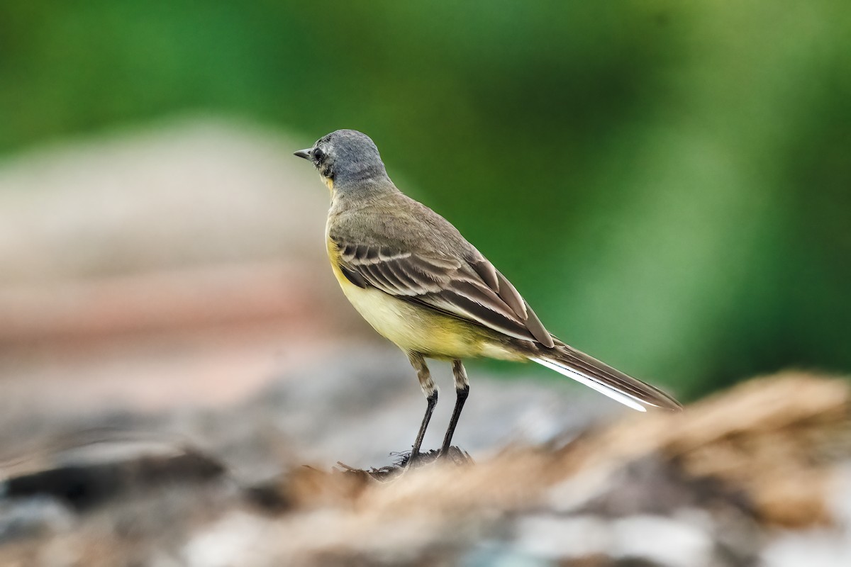 Çukçen Kuyruksallayanı - ML646044397