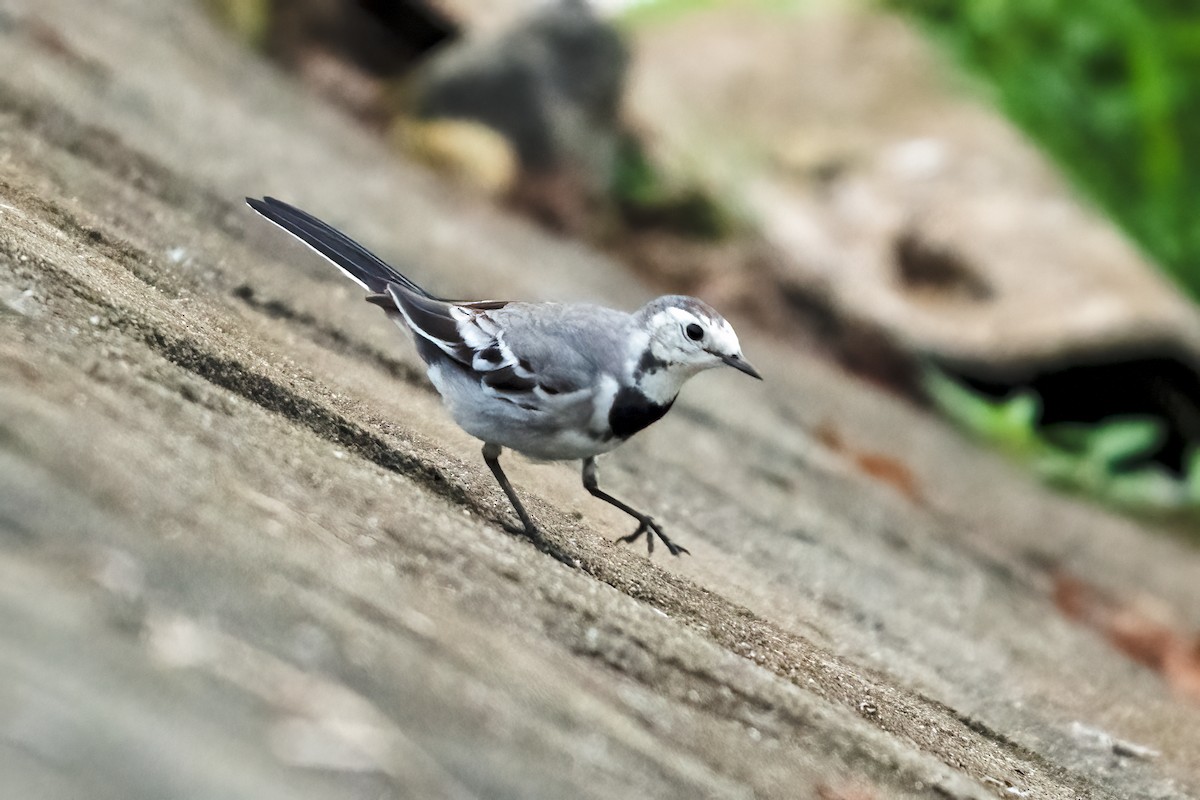 Ak Kuyruksallayan - ML646044400