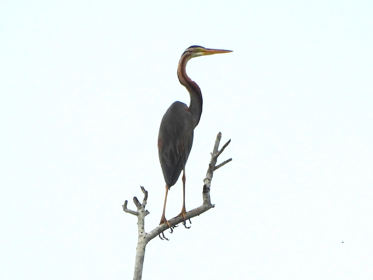 Erguvani Balıkçıl - ML646044402