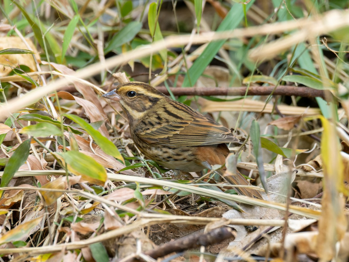 Tristram Çintesi - ML646044404