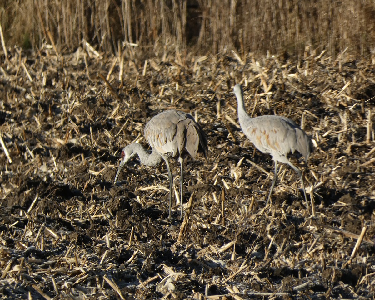 Kanada Turnası - ML646044405