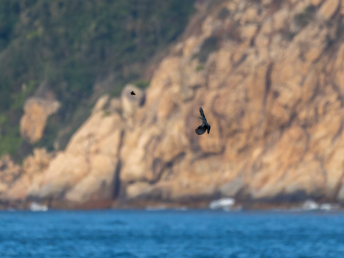 Gökardıç - ML646044410