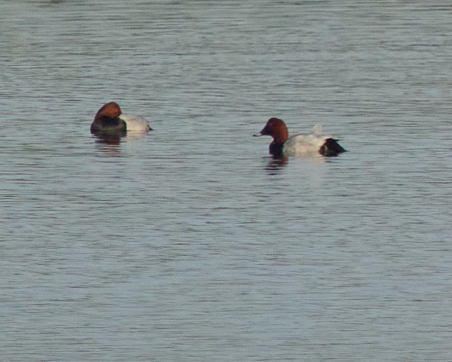 Elmabaş Patka - ML646044411