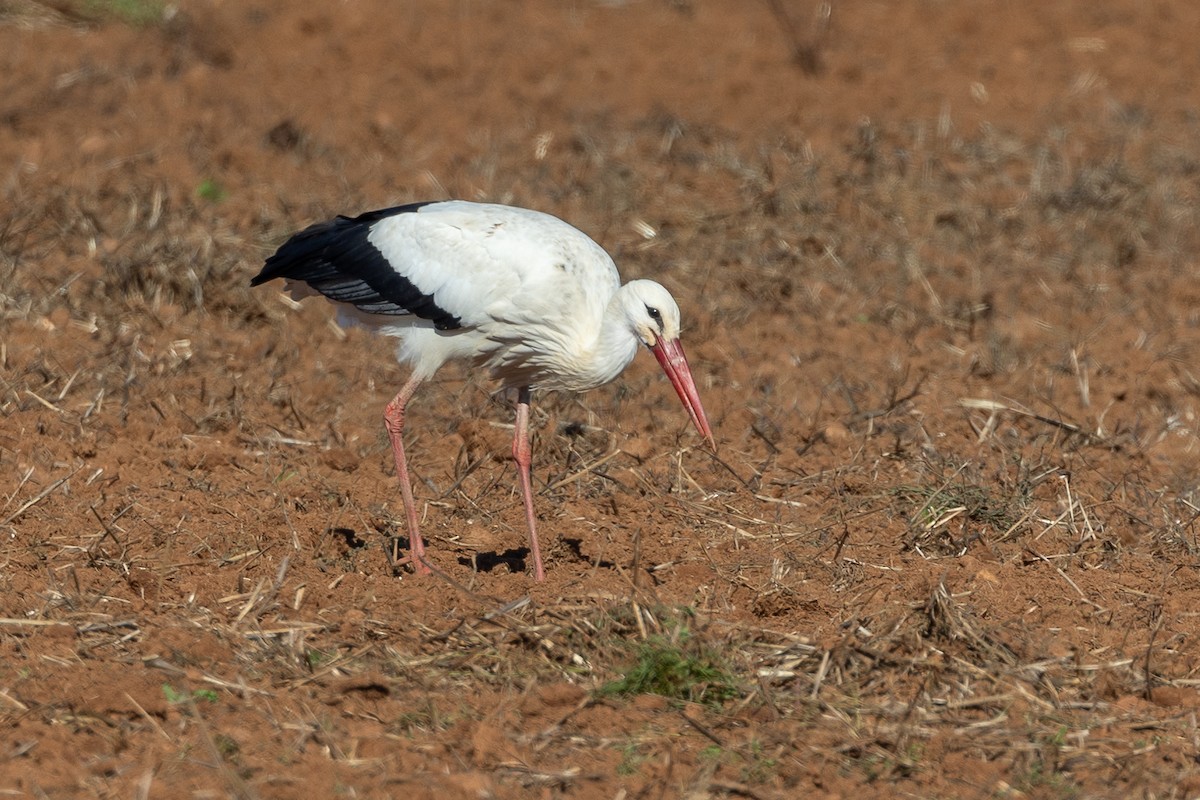 Leylek - ML646044412