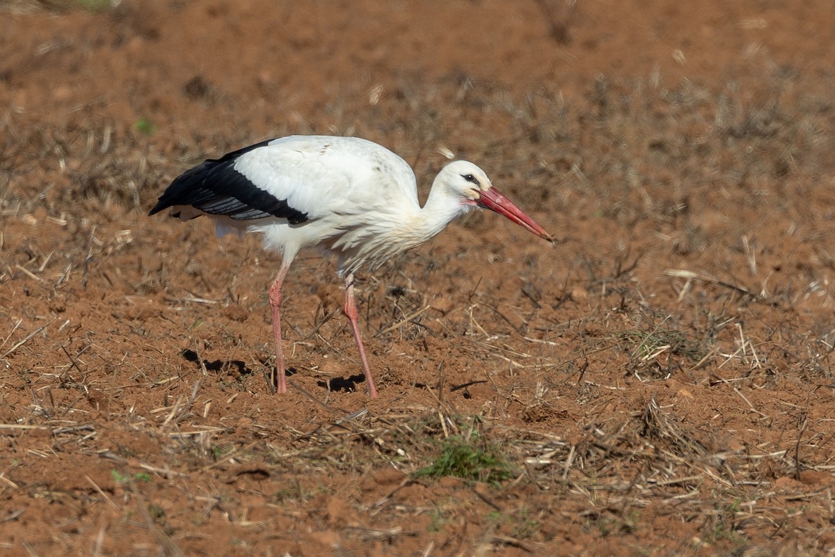 Leylek - ML646044413