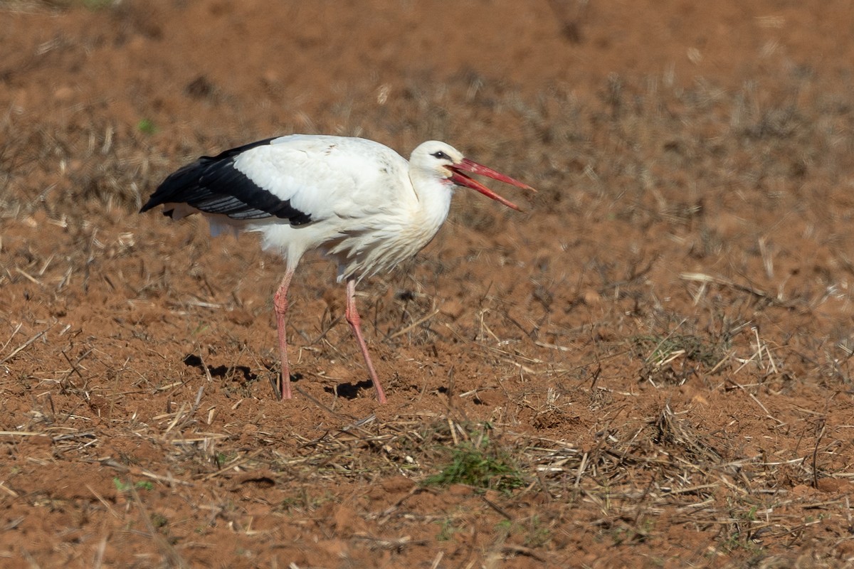 Leylek - ML646044415