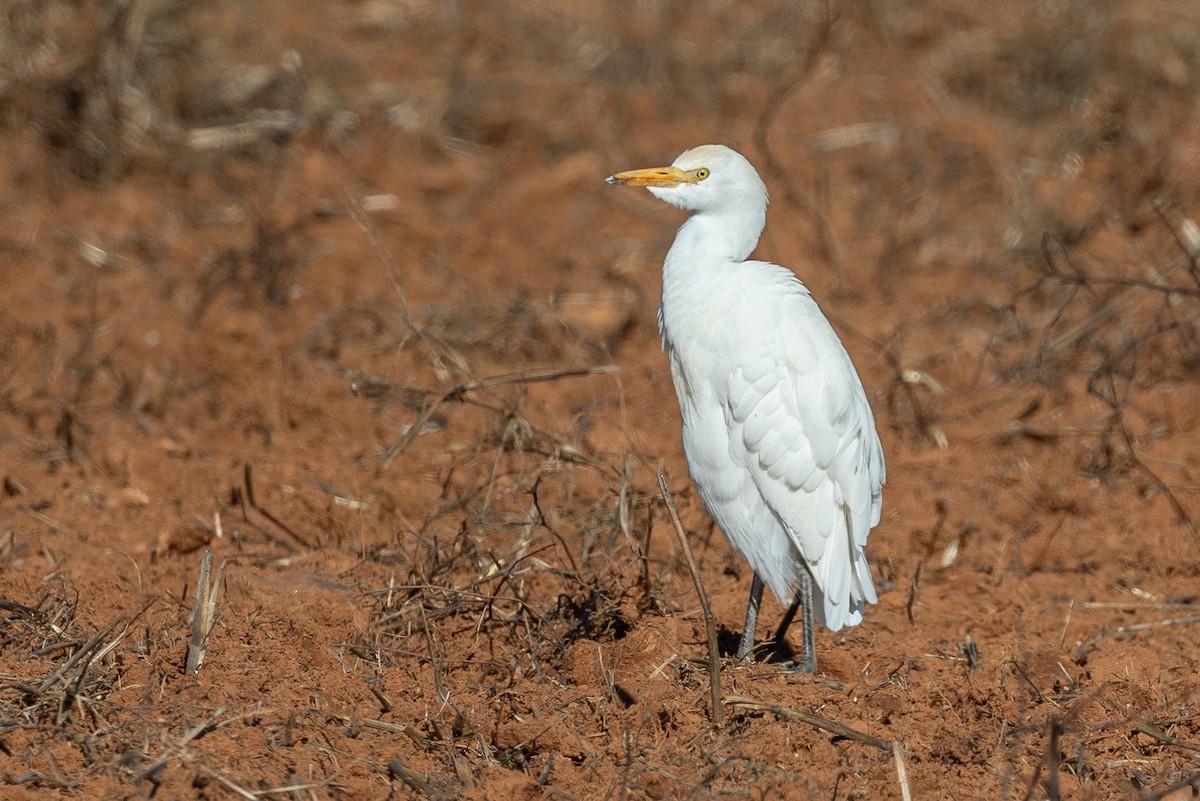 Sığır Balıkçılı - ML646044417