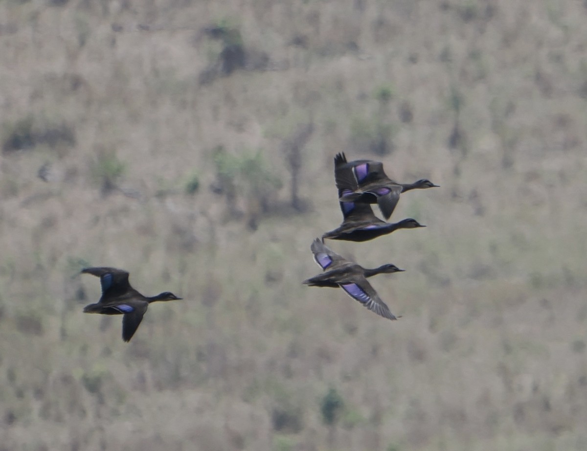 Pasifik Kara Ördeği - ML646044418