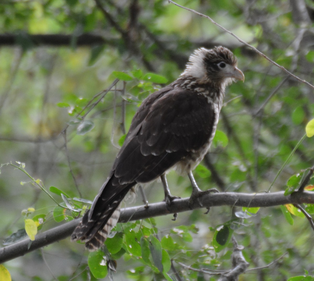 Sarı Başlı Karakara - ML646044421