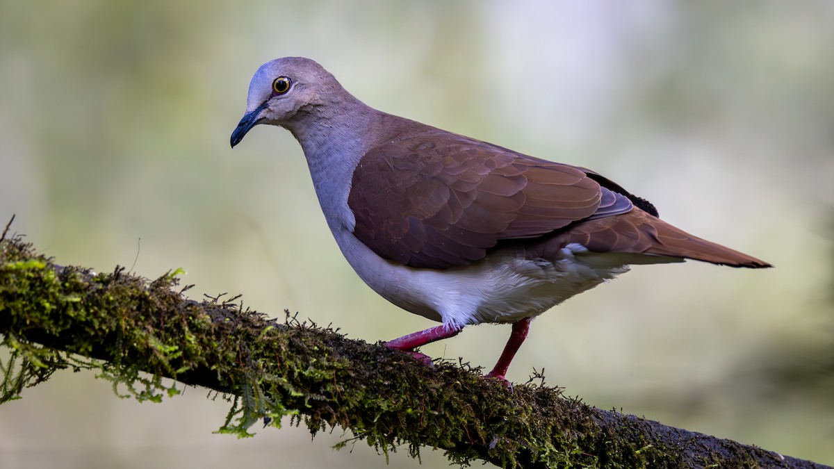 Solgun Kumru - ML646044422