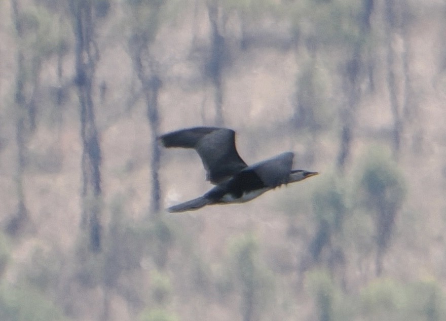 Alaca Küçük Karabatak - ML646044424