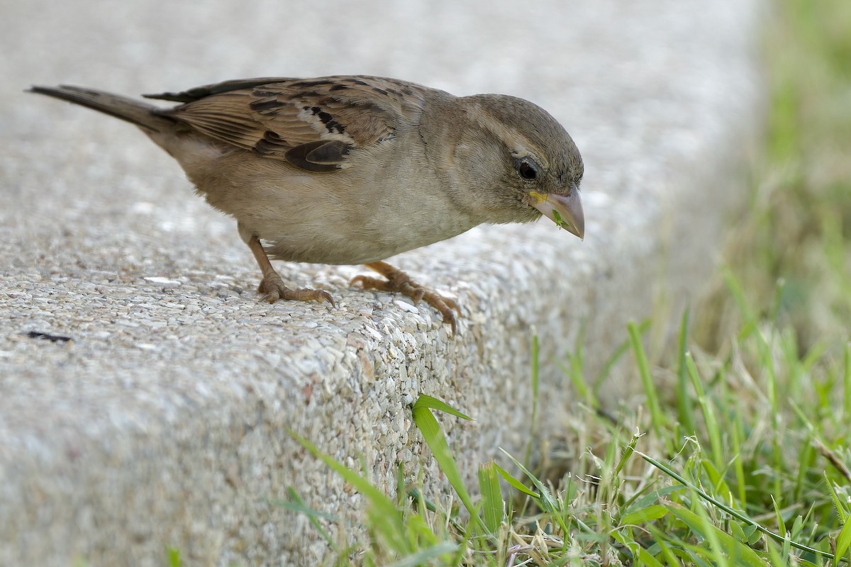 Serçe [indicus grubu] - ML646044425