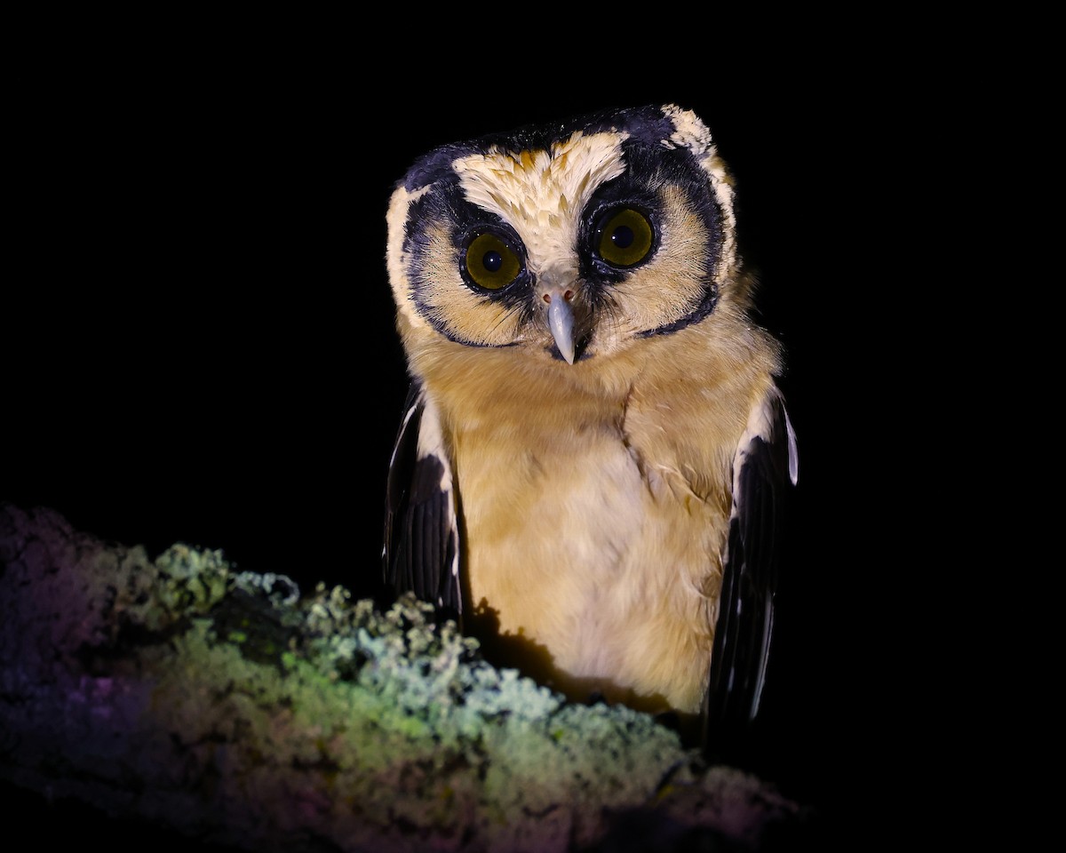 セグロキンメフクロウ - ML646044426