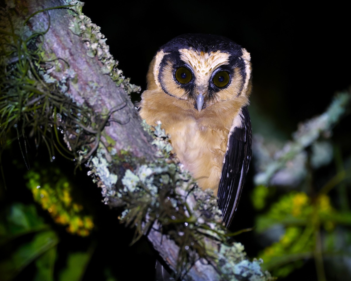 セグロキンメフクロウ - ML646044427