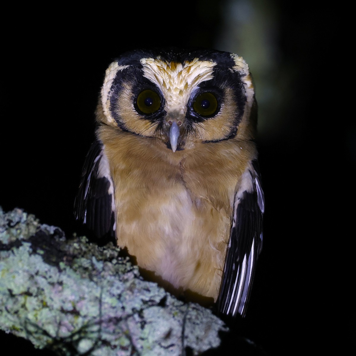 セグロキンメフクロウ - ML646044428