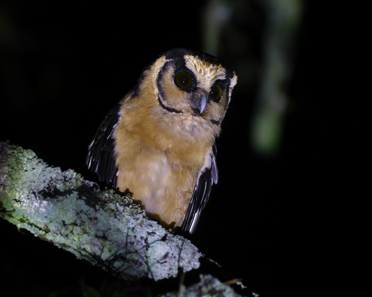 セグロキンメフクロウ - ML646044429