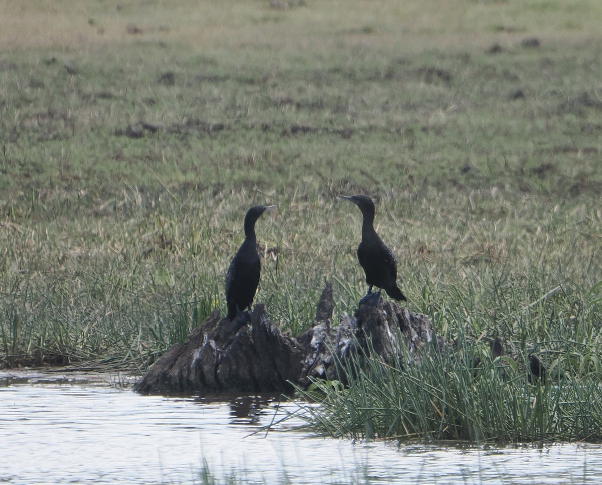 Kömür Karabatağı - ML646044432