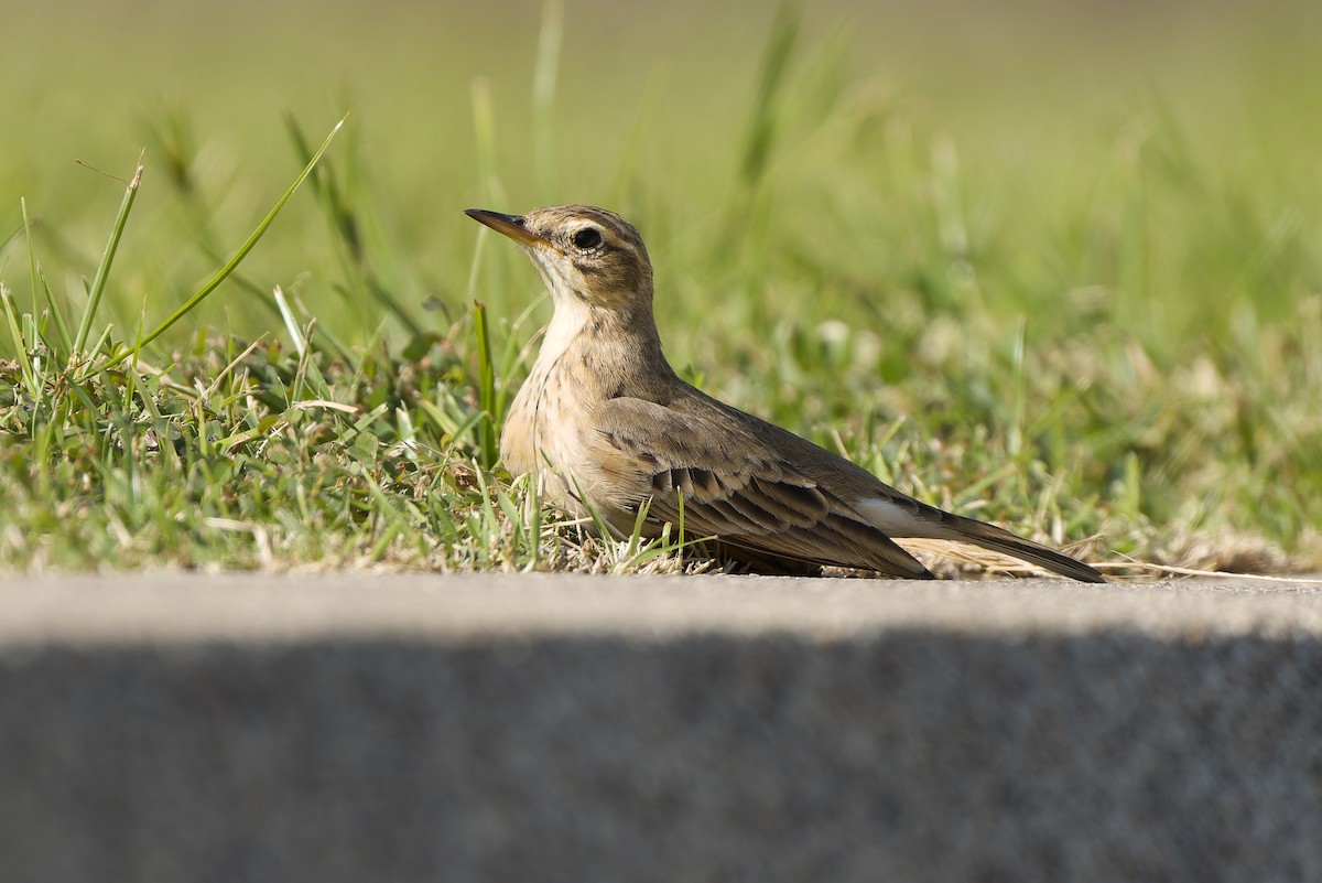 Çeltik İncirkuşu - ML646044433