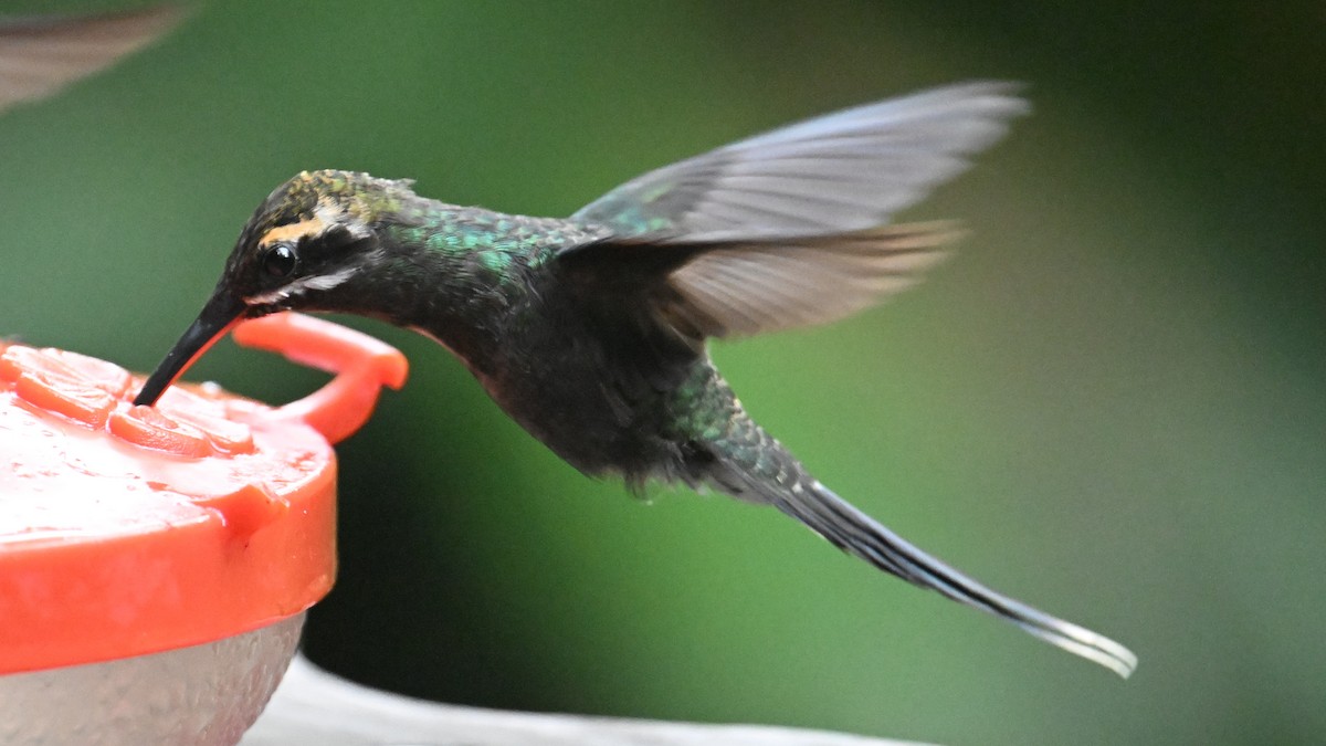 White-whiskered Hermit - ML646044447