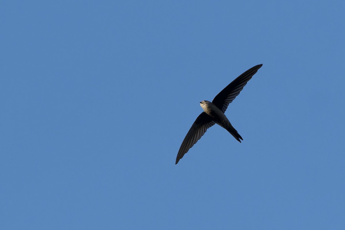 Asian Palm Swift - ML646044451