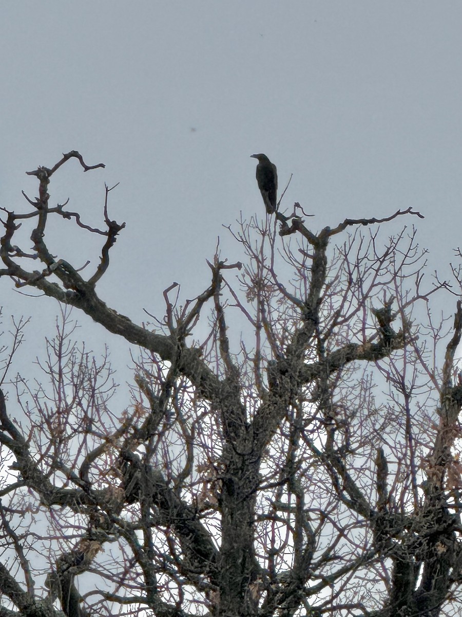 Common Raven - ML646044458