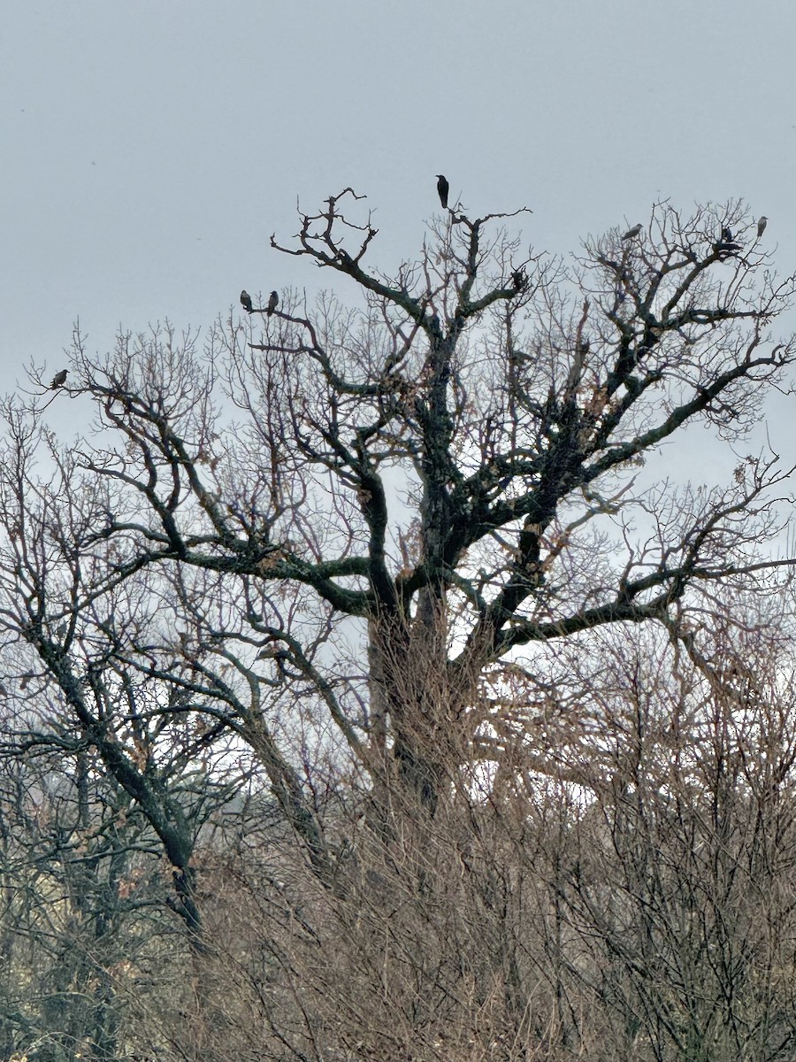Hooded Crow - ML646044462