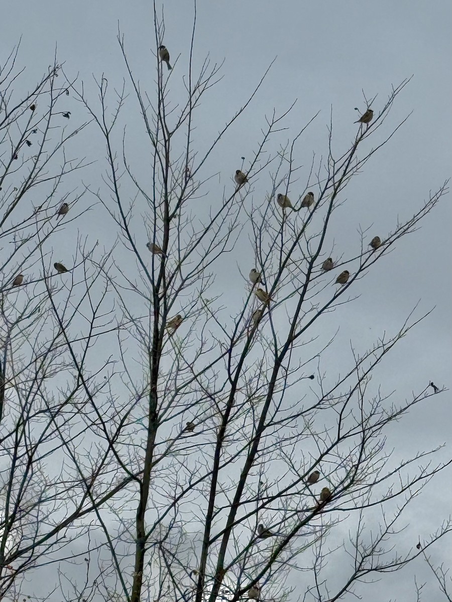 Ağaç Serçesi - ML646044465