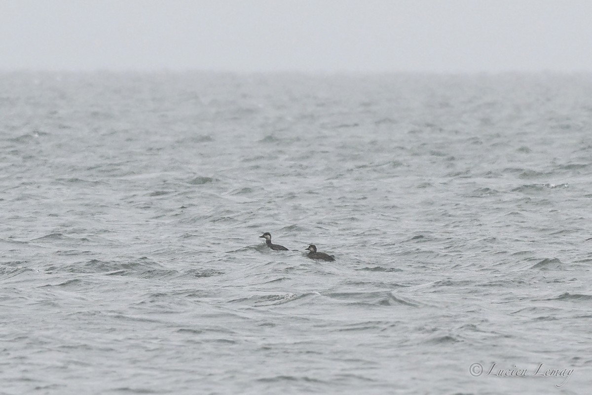 turpan žlutozobý - ML646044468