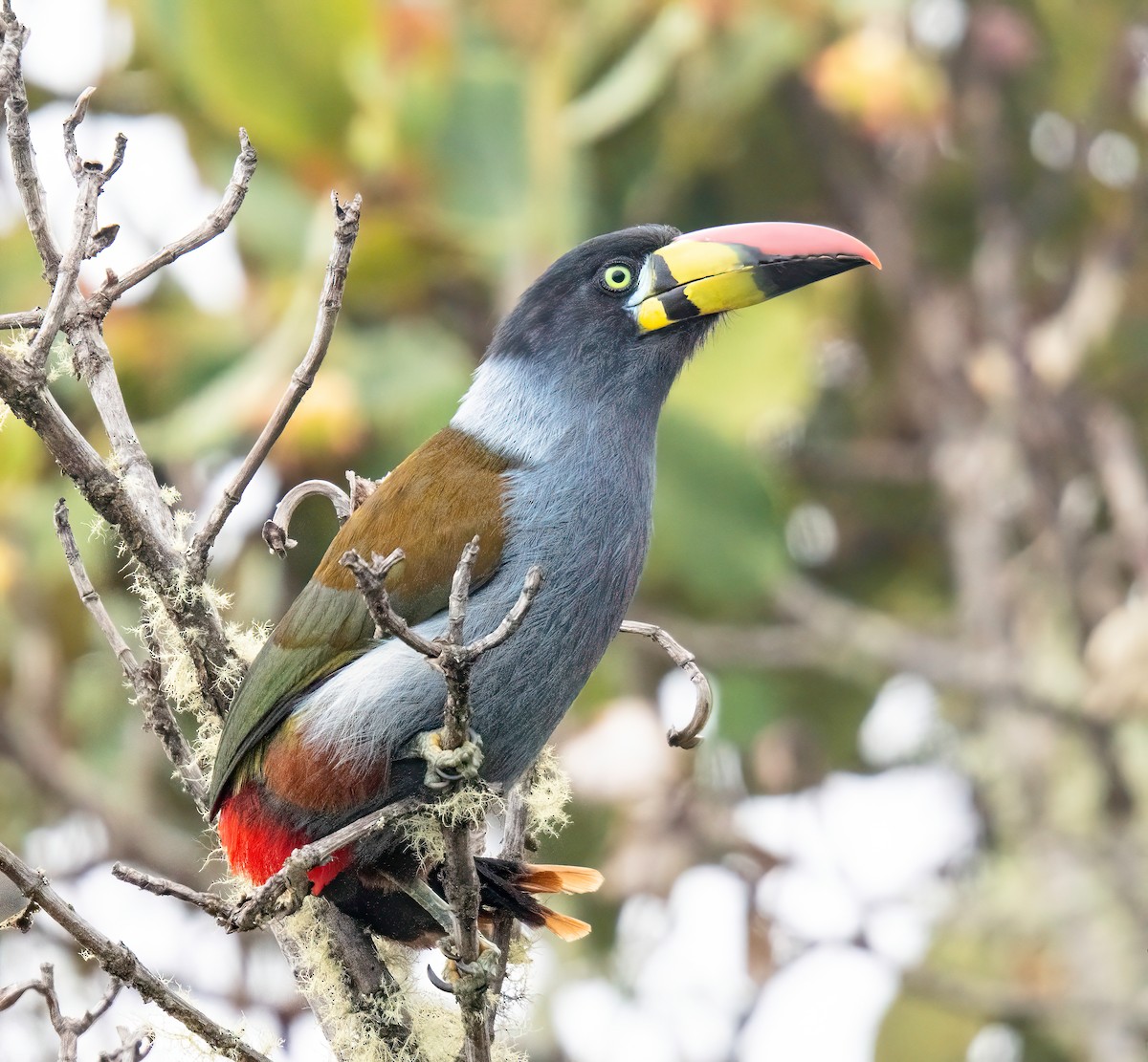 Gray-breasted Mountain-Toucan - ML646044469