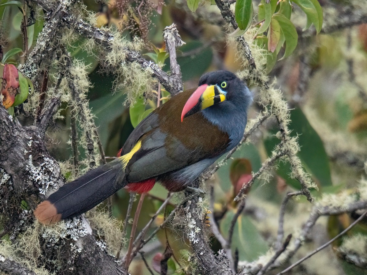 Gray-breasted Mountain-Toucan - ML646044470