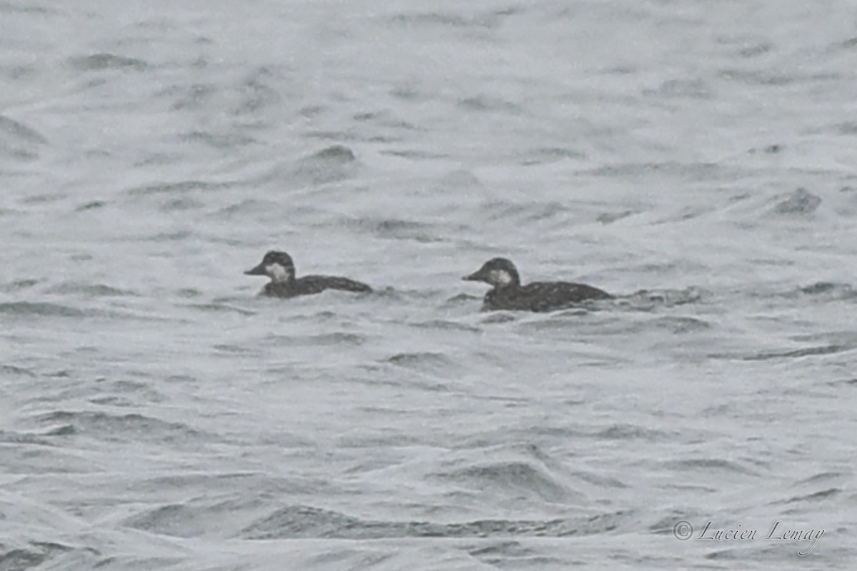 turpan žlutozobý - ML646044478