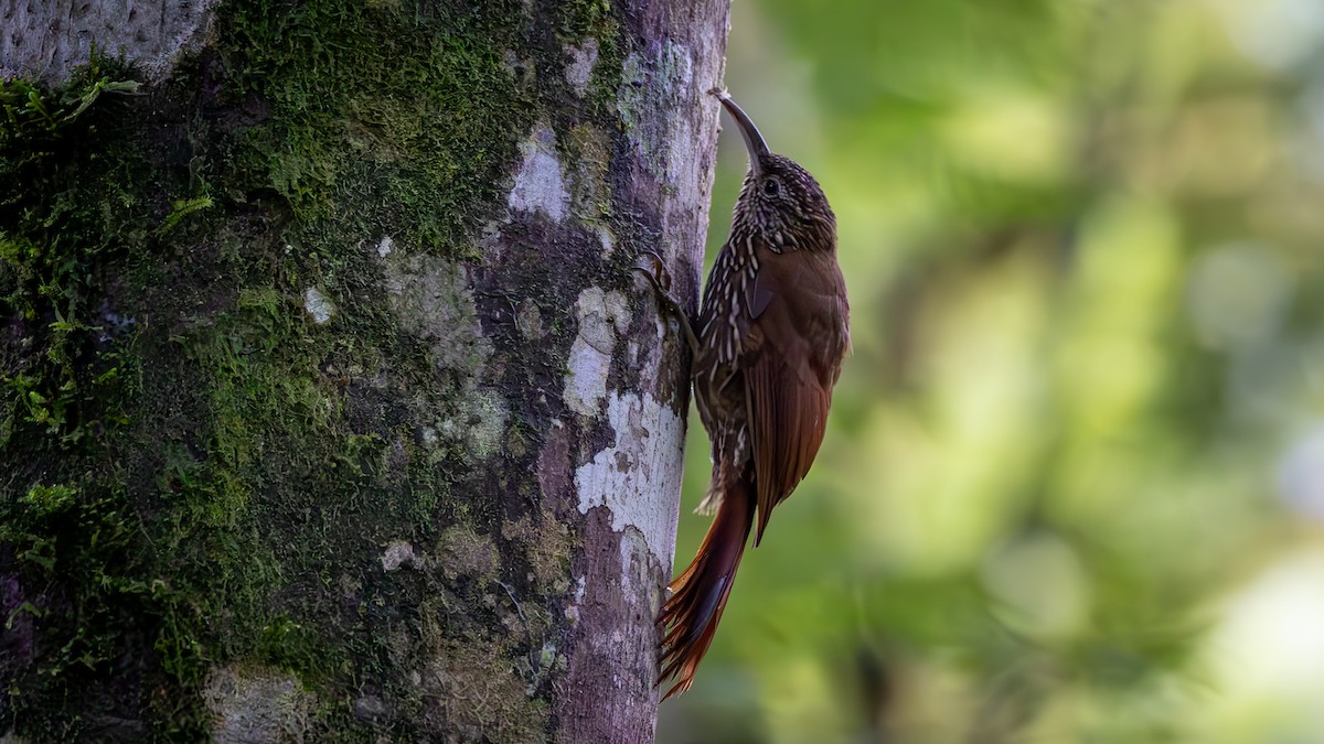 tåretreløper - ML646044483