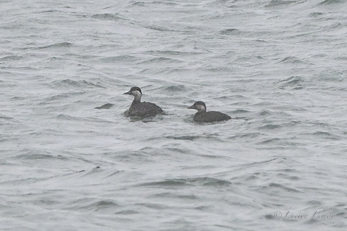 turpan žlutozobý - ML646044484