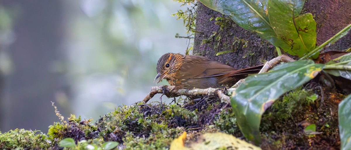 Lineated Foliage-gleaner - ML646044486