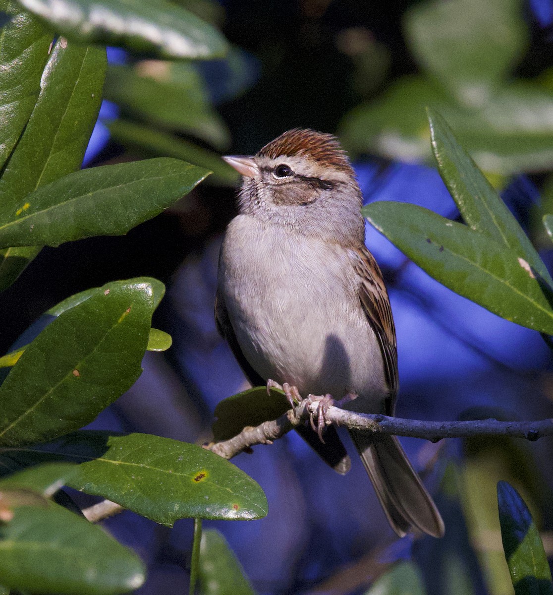 Карнатка білоброва - ML646044499