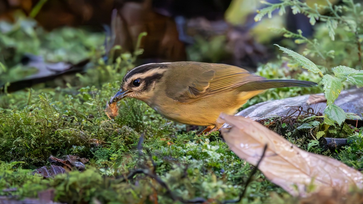 Three-striped Warbler - ML646044500