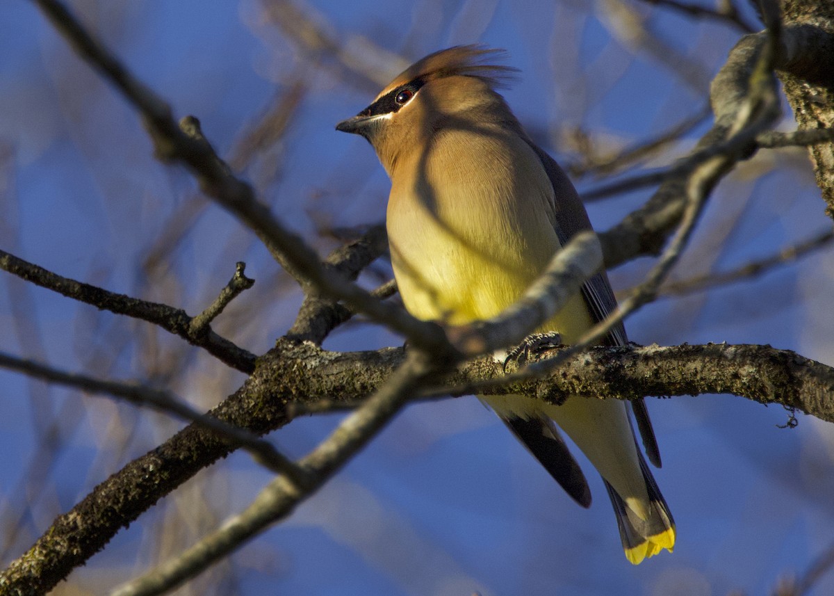 Cedar Waxwing - ML646044513