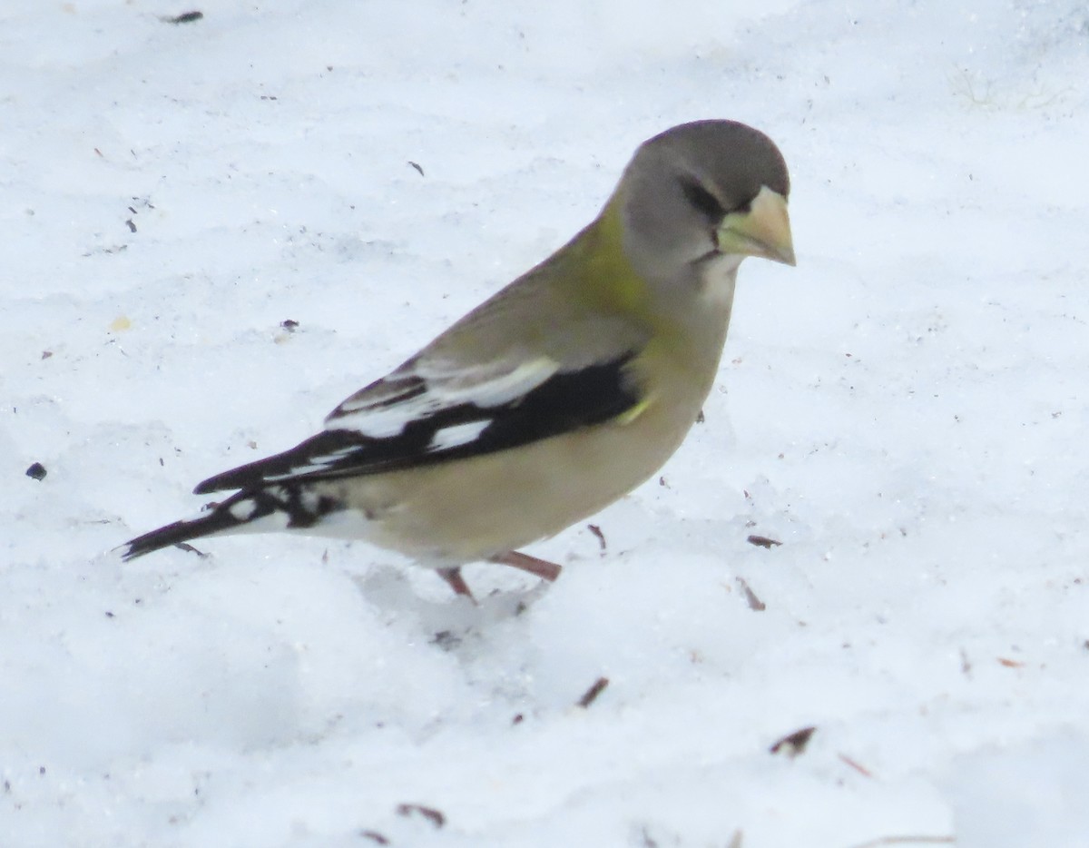 Mokolodi bekainoria - ML646044515