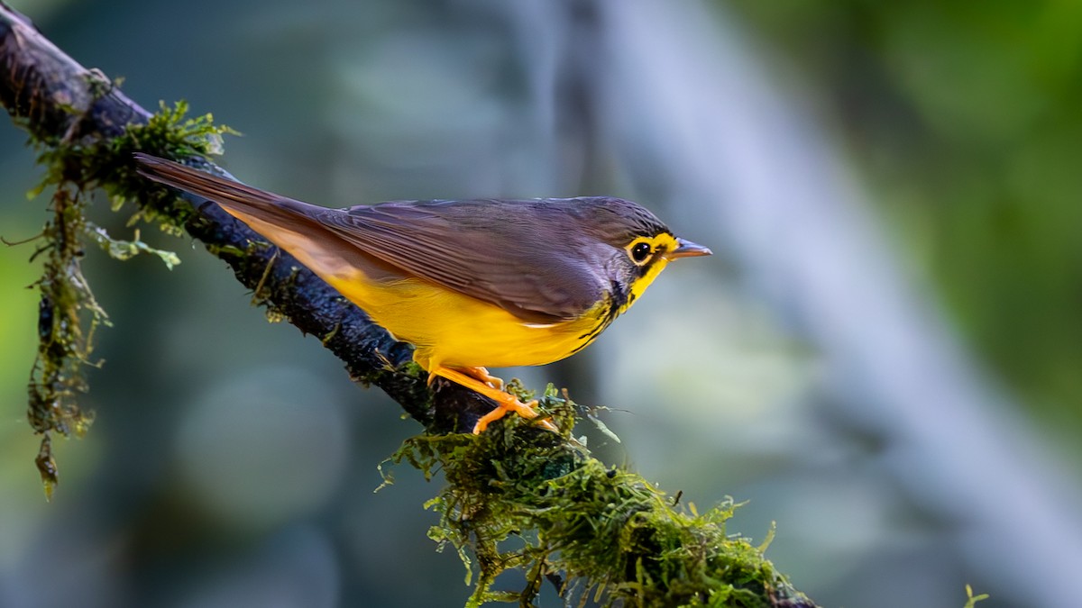 Canada Warbler - ML646044522