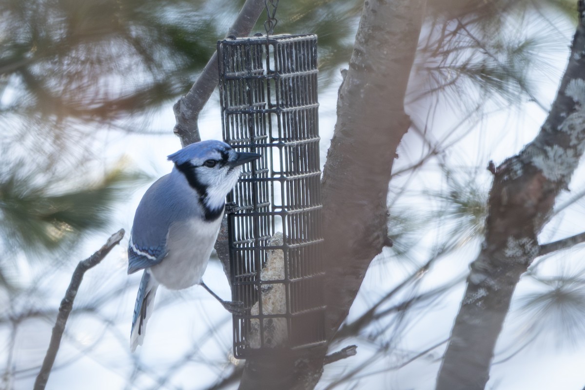 Blue Jay - ML646044524