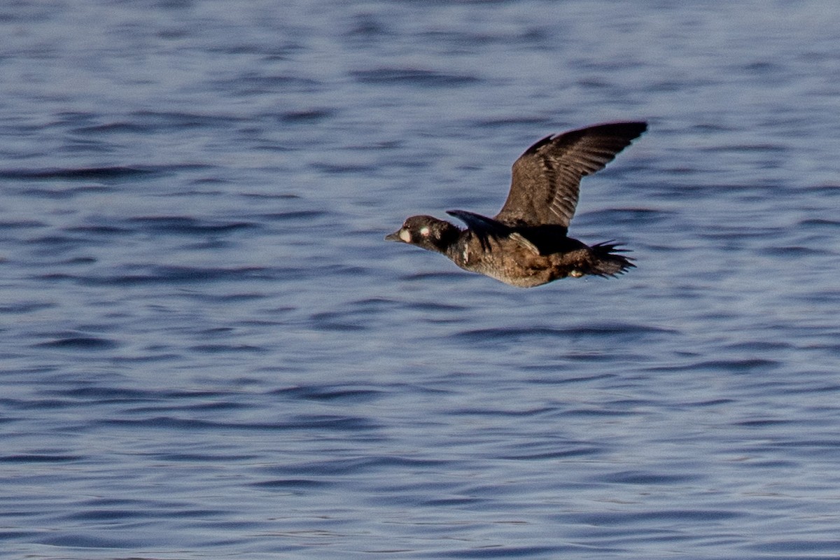 Harlequin Duck - ML646044538
