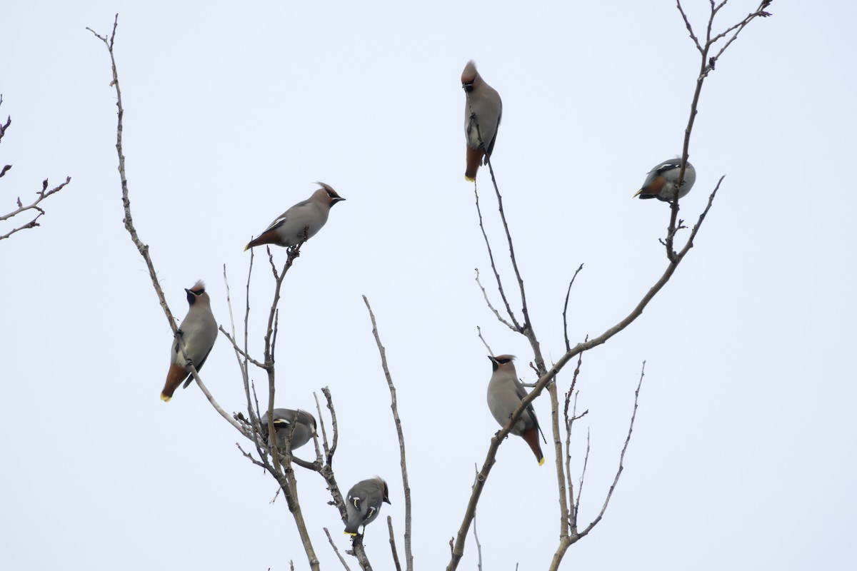 黃連雀 - ML646044542