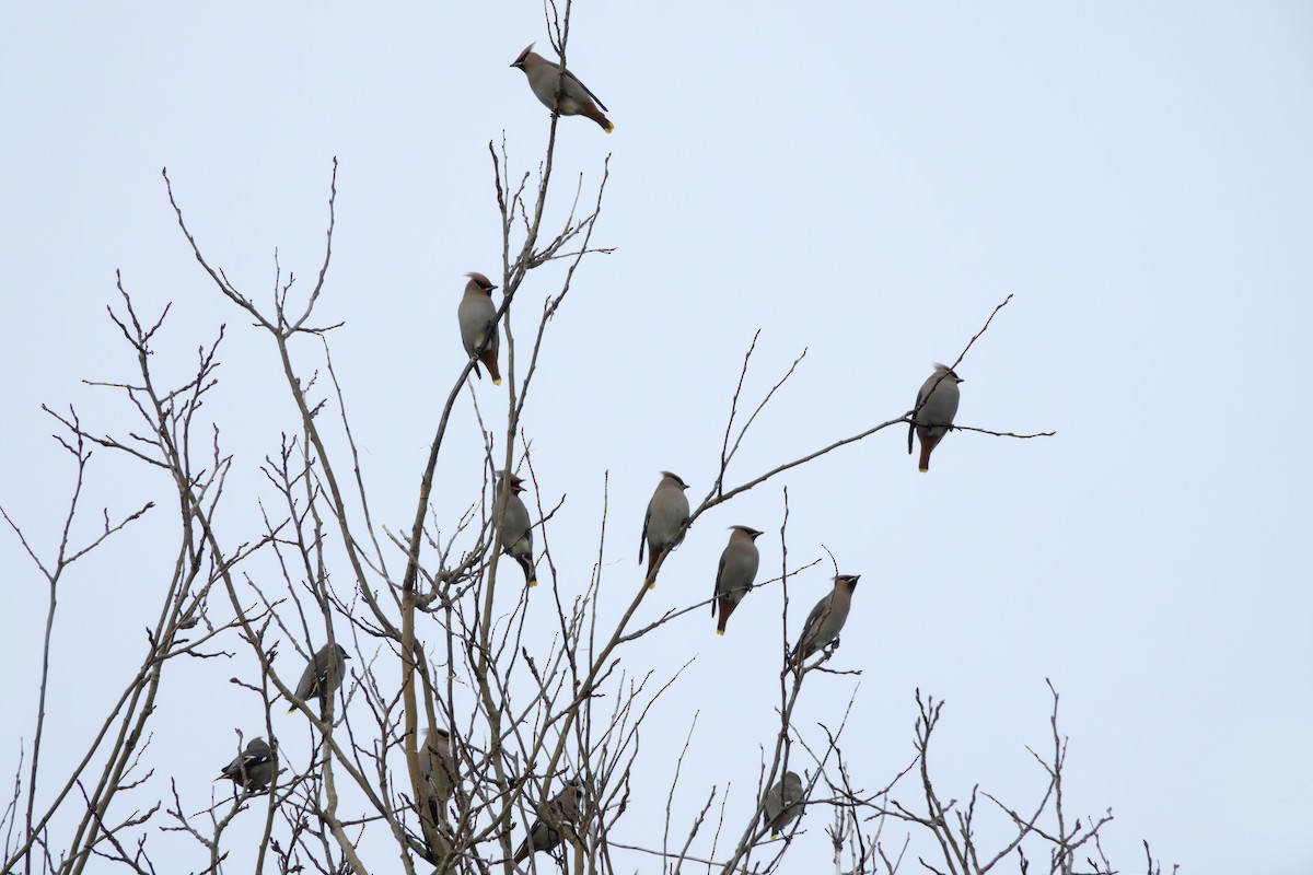 黃連雀 - ML646044543