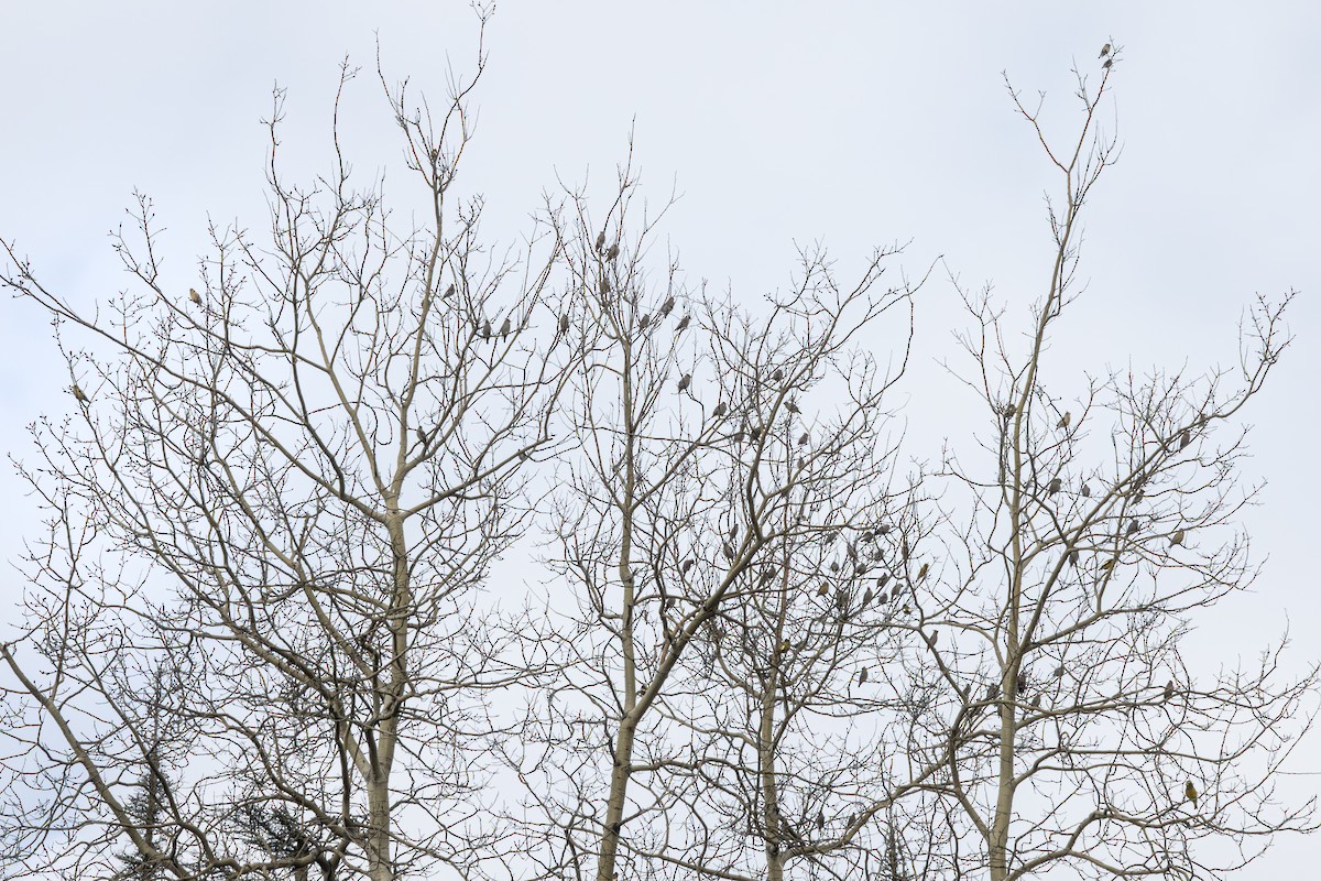 黃連雀 - ML646044544